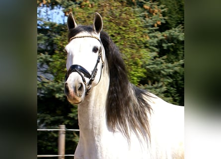PRE Mix, Wallach, 7 Jahre, 165 cm, Schimmel