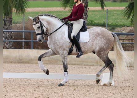 PRE Mix, Wallach, 7 Jahre, 166 cm, Schimmel