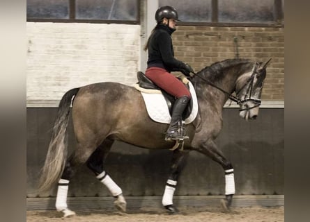 PRE Mix, Wallach, 7 Jahre, 167 cm, Apfelschimmel