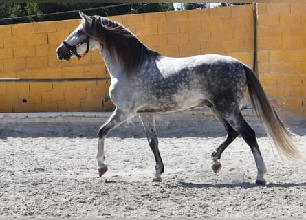 PRE, Wallach, 7 Jahre, 168 cm, Schimmel