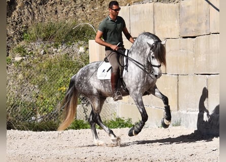 PRE, Wallach, 7 Jahre, 168 cm, Schimmel