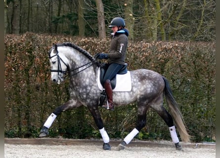 PRE Mix, Wallach, 7 Jahre, 170 cm, Apfelschimmel