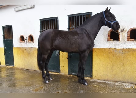 PRE Mix, Wallach, 7 Jahre, 170 cm, Rappe