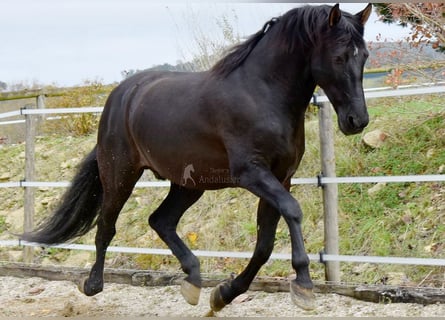 PRE, Wallach, 7 Jahre, 170 cm, Rappe