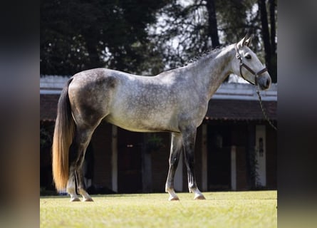 PRE, Wallach, 7 Jahre, 170 cm, Schimmel