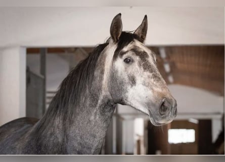 PRE Mix, Wallach, 7 Jahre, 172 cm, Schimmel