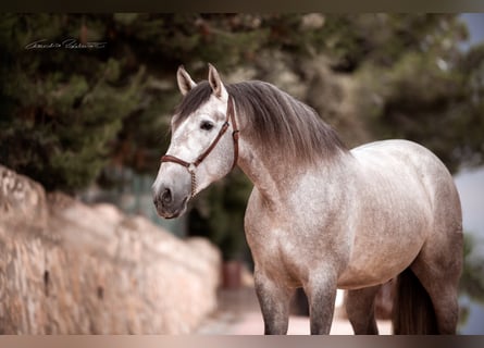 PRE Mix, Wallach, 7 Jahre, 175 cm