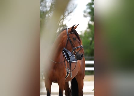 PRE Mix, Wallach, 7 Jahre, 175 cm, Rotbrauner