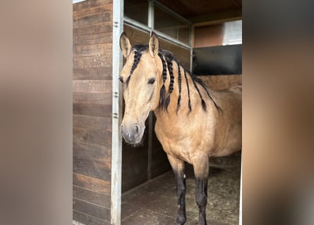 PRE Mix, Wallach, 8 Jahre, 157 cm, Buckskin