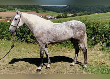PRE Mix, Wallach, 8 Jahre, 160 cm, Apfelschimmel
