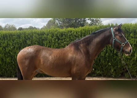 PRE, Wallach, 8 Jahre, 162 cm, Dunkelbrauner