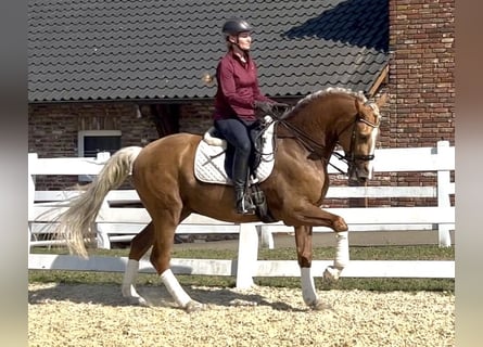 PRE Mix, Wallach, 8 Jahre, 162 cm, Palomino
