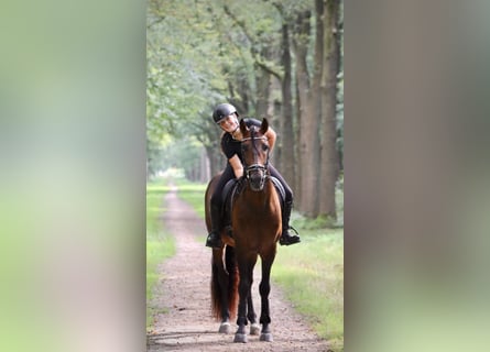 PRE Mix, Wallach, 8 Jahre, 164 cm, Brauner