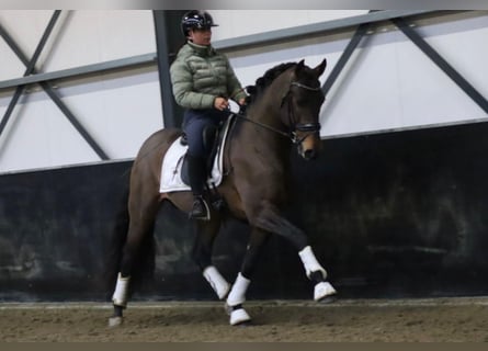 PRE, Wallach, 8 Jahre, 164 cm, Brauner