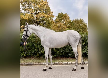 PRE Mix, Wallach, 8 Jahre, 165 cm, Schimmel