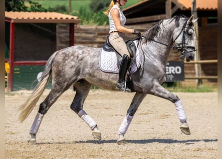 PRE Mix, Wallach, 8 Jahre, 167 cm, Schimmel