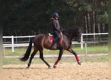 PRE, Wallach, 8 Jahre, 169 cm, Dunkelbrauner