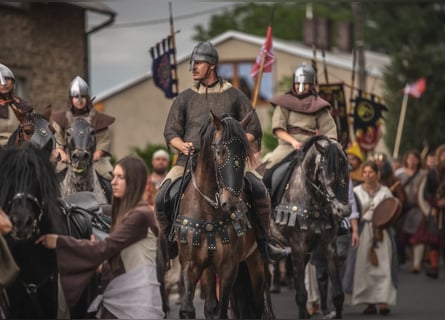 PRE, Wallach, 8 Jahre, 169 cm, Dunkelbrauner
