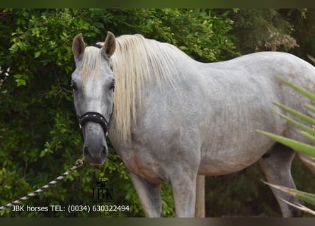 PRE Mix, Wallach, 8 Jahre, 176 cm, Schimmel