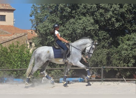 PRE Mix, Wallach, 8 Jahre, 180 cm, Schimmel
