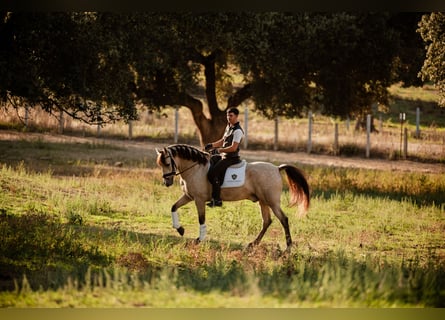 PRE, Wallach, 8 Jahre, Falbe