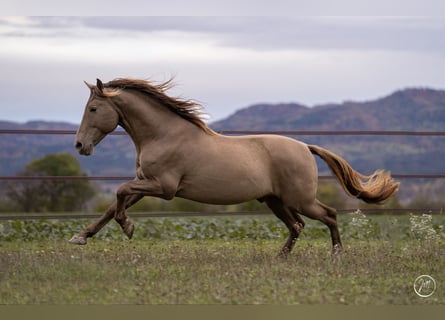 PRE Mix, Wallach, 9 Jahre, 160 cm, Pearl