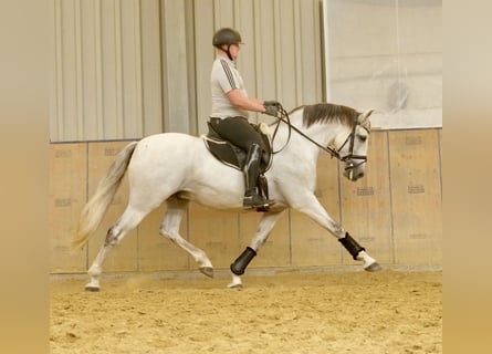 PRE Mix, Wallach, 9 Jahre, 162 cm, Schimmel