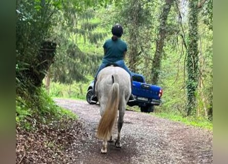 PRE Mix, Wallach, 9 Jahre, 164 cm, Schimmel