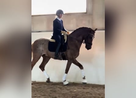 PRE Mix, Wallach, 9 Jahre, 166 cm, Dunkelfuchs