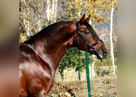 PRE Mix, Wallach, 9 Jahre, 167 cm, Brauner