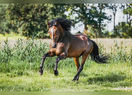 PRE Mix, Wallach, 9 Jahre, 167 cm, Brauner