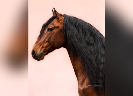 PRE, Wallach, 9 Jahre, 168 cm, Brauner