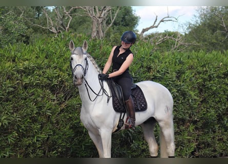 PRE Mix, Wallach, 9 Jahre, 172 cm, Apfelschimmel