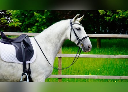 PRE, Wallach, 9 Jahre, Schimmel