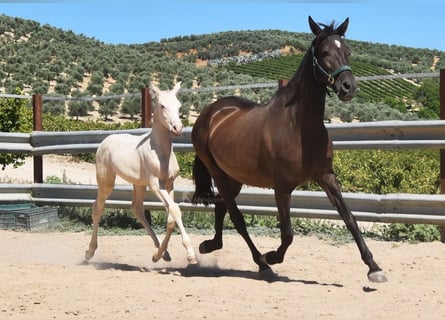 PRE, Yegua, 10 años, 155 cm, Negro