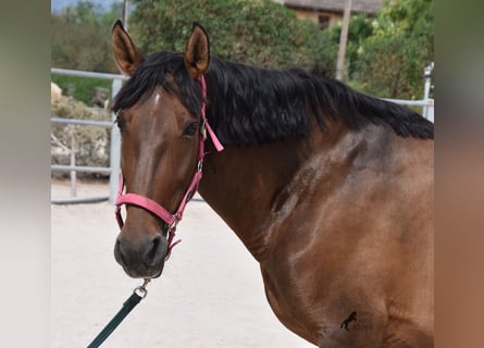 PRE, Yegua, 10 años, 160 cm, Castaño