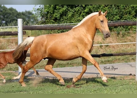 PRE, Yegua, 12 años, Palomino