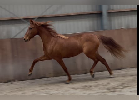 PRE Mestizo, Yegua, 14 años, 153 cm, Alazán