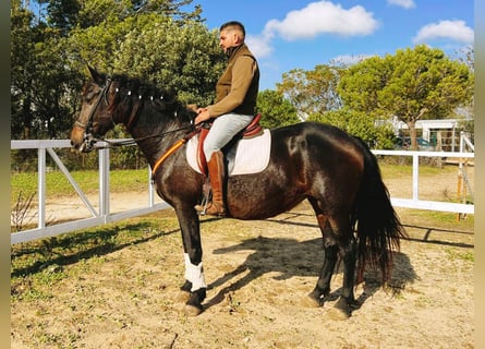 PRE Mestizo, Yegua, 15 años, 162 cm