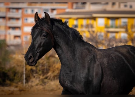 PRE Mestizo, Yegua, 18 años, 155 cm, Negro