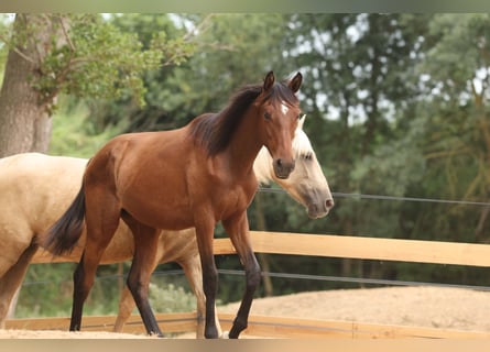 PRE Mestizo, Yegua, 1 año, 151 cm, Castaño