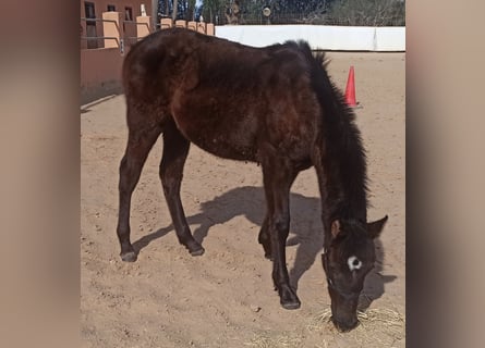 PRE, Yegua, 1 año, 153 cm, Negro