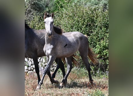 PRE Mestizo, Yegua, 1 año, 155 cm, Tordo