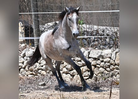 PRE, Yegua, 1 año, 156 cm, Tordo