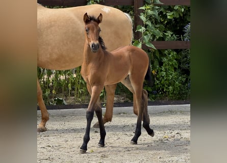 PRE Mestizo, Yegua, 1 año, 160 cm, Perla