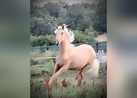 PRE, Yegua, 1 año, 164 cm, Palomino
