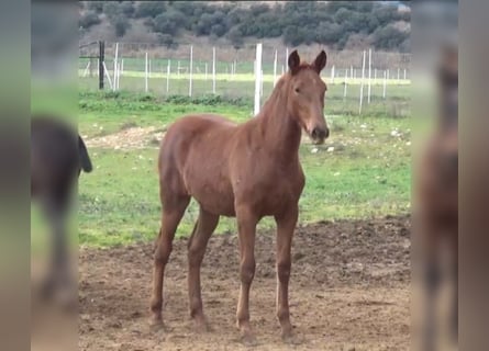 PRE Mestizo, Yegua, 1 año, Alazán