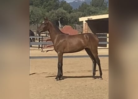 PRE, Yegua, 1 año, Castaño