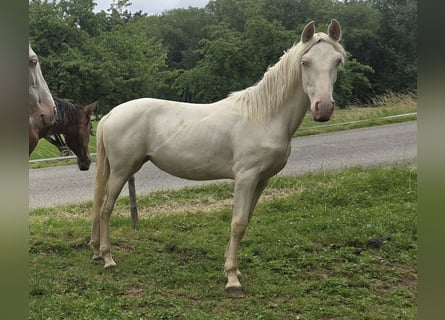 PRE Mestizo, Yegua, 1 año, Cremello