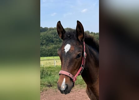 PRE Mestizo, Yegua, 1 año, Negro